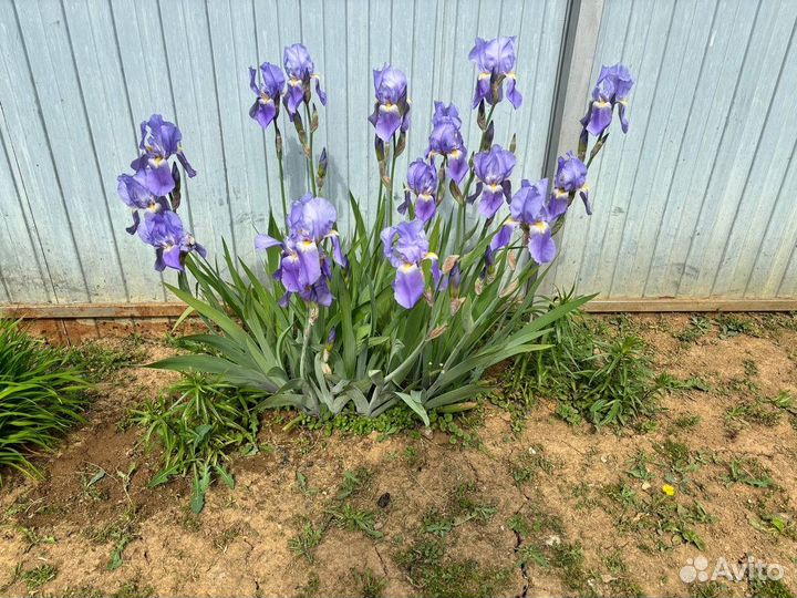 Ирисы лилейник хоста