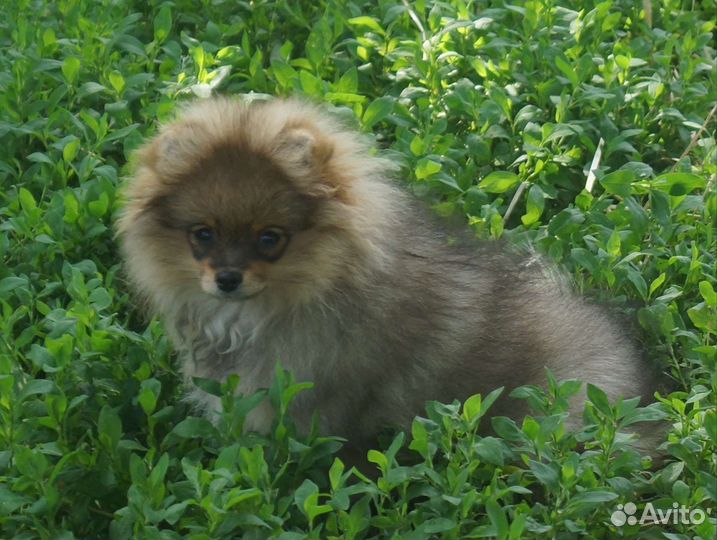 Девочки померанского шпица
