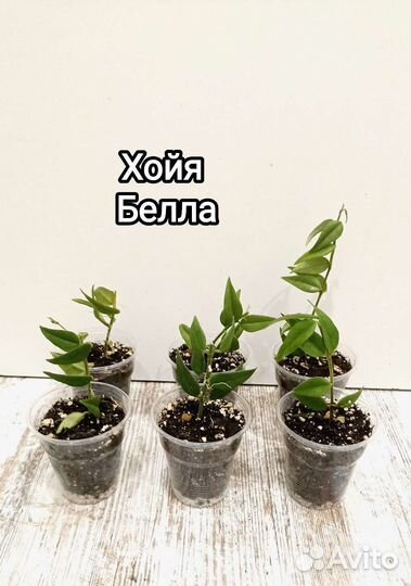 Хойя, филодендрон атом, бегония,фиалка