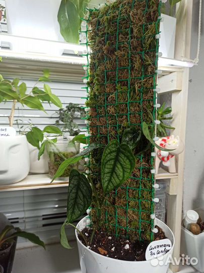 Тотем / опора для растений с прозрачной стенкой