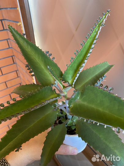 Каланхоэ лечебное