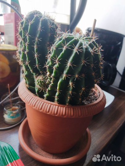 Большой кактус