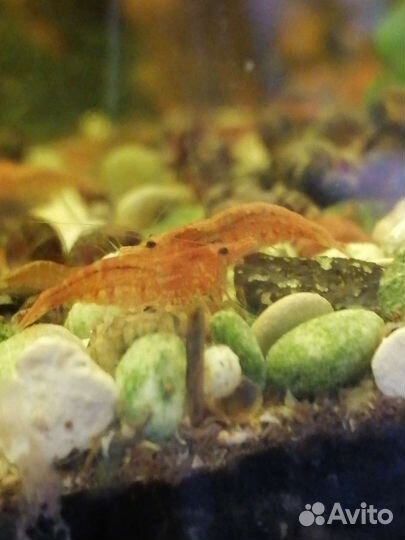 Креветки Черри