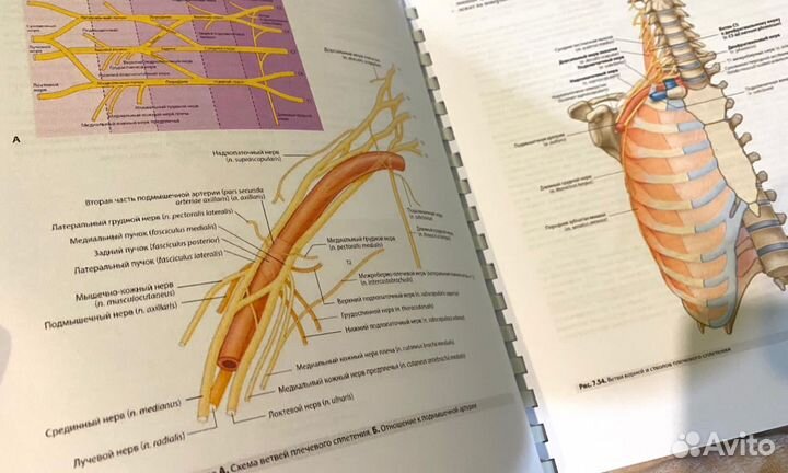Анатомия Грея для студентов