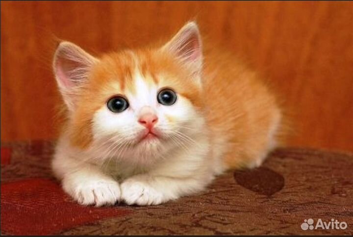 Отдам в добрые руки