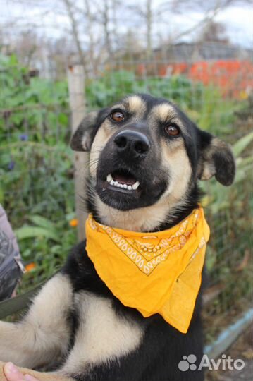 Молодая собака стала не нужной