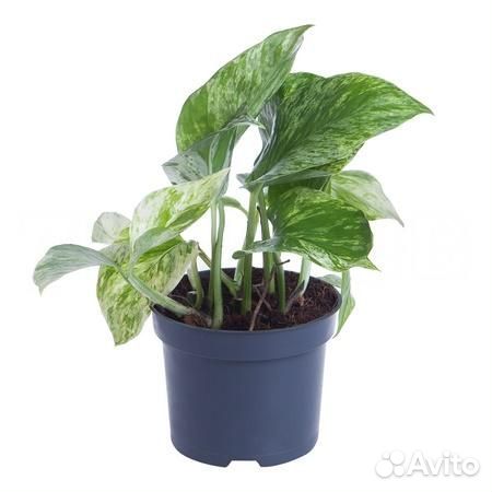 Растения для гостиной