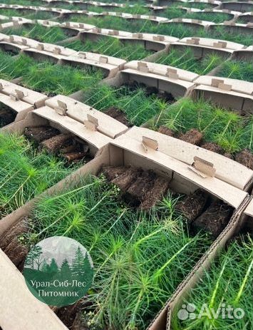 Зкс и окс Сосна Ель Лиственница сеянцы Голуб горн