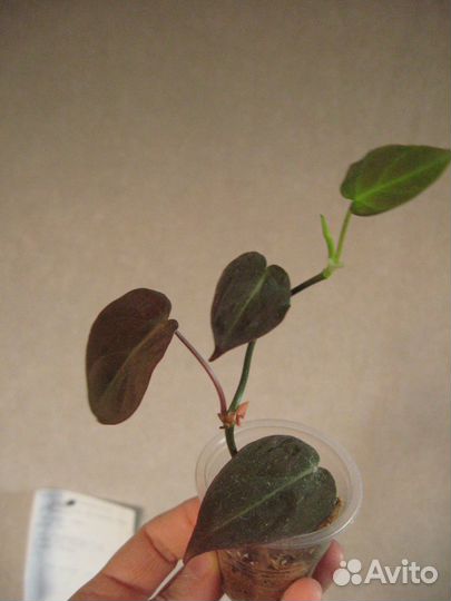 Сортовые хойи, ароидные, суккуленты для начинающих