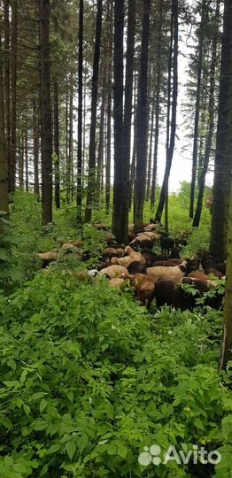 Фермерское хозяйство, бойня