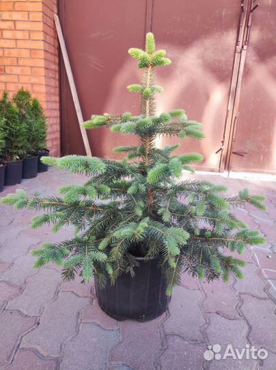 Ель колючая глаука