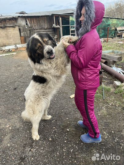 Кавказская овчарка