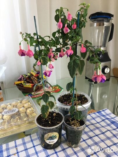 Укорененные черенки фуксии 100