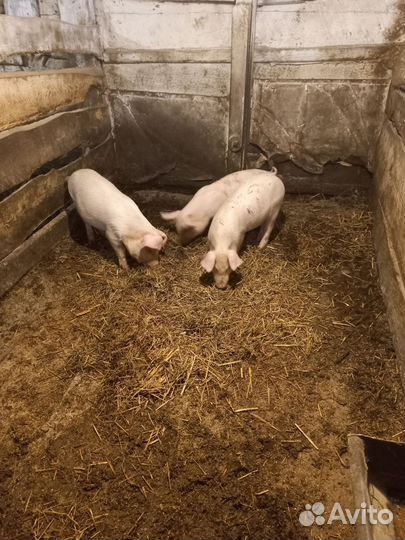 Поросята ландрас