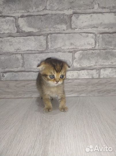Продаю вислоухих котят