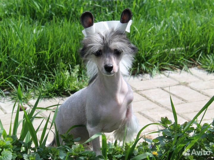 Красивые маленькие щенки