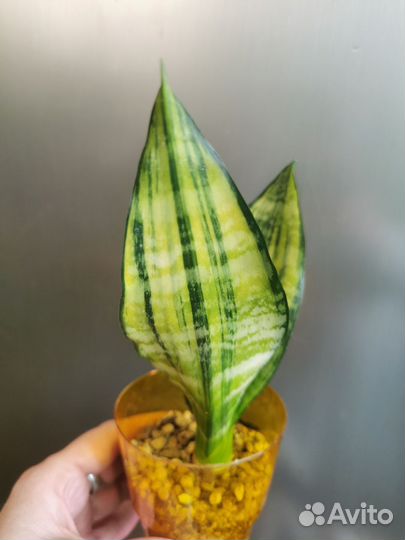 Сансевиерия сортовая
