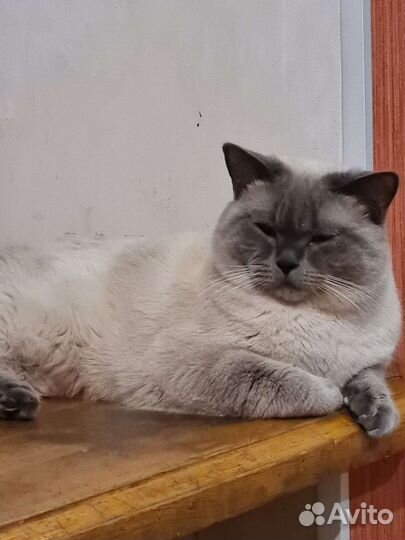 Шотландский кот вязка