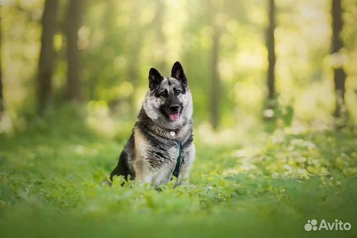 Овчарка в добрые руки