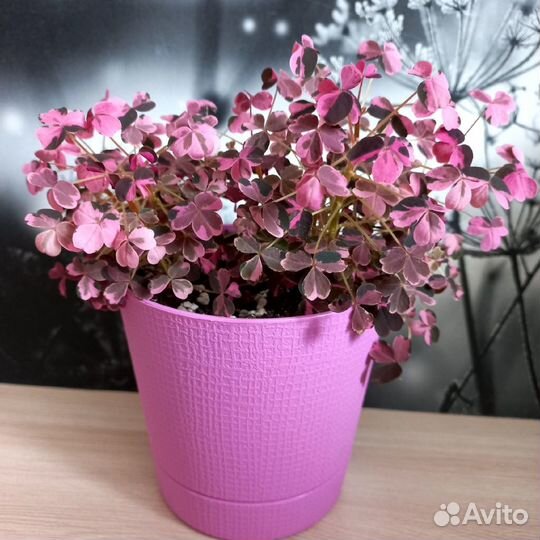 Оксалис кислица Plum Crazy