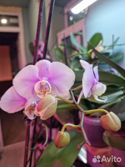 Орхидея фаленопсис