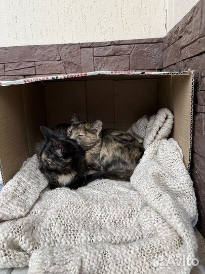 Котята в добрые руки бесплатно