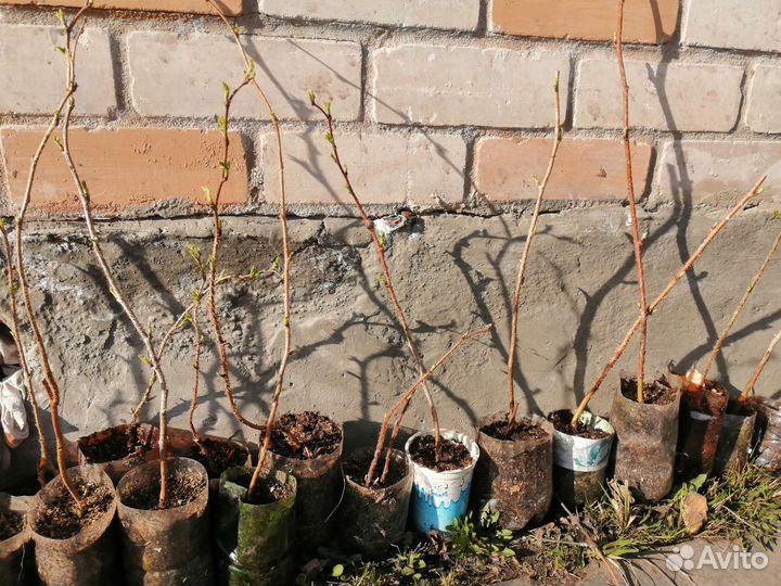 Саженцы малины