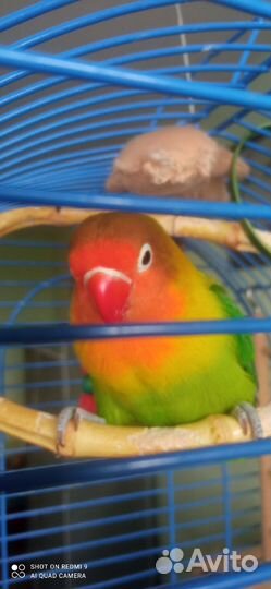 Попугай неразлучны Фишера с клеткой