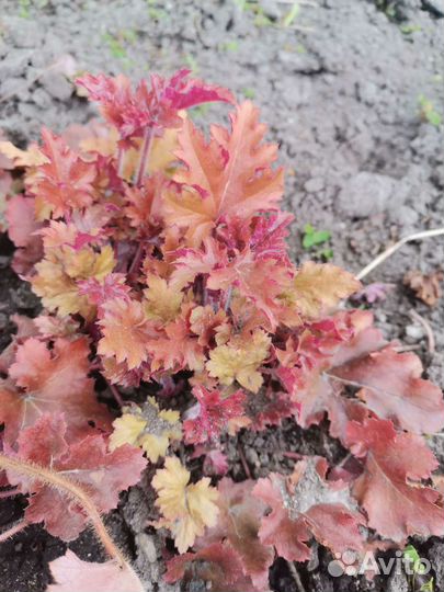 Многолетники садовые