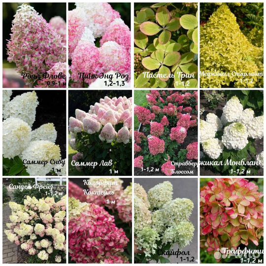 Гортензия разные сорта