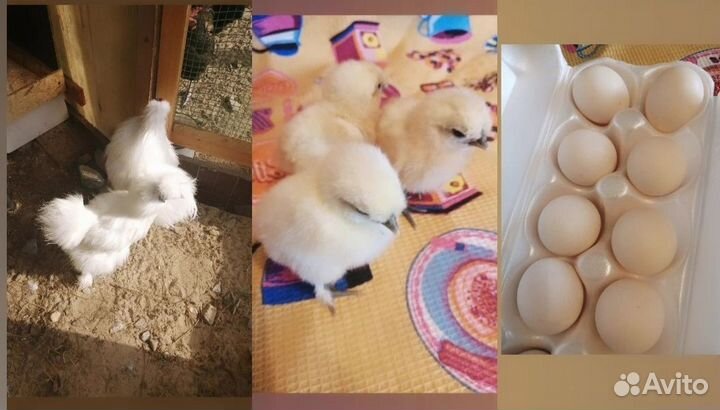 Куры цыплята