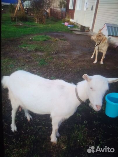 Продаю козу