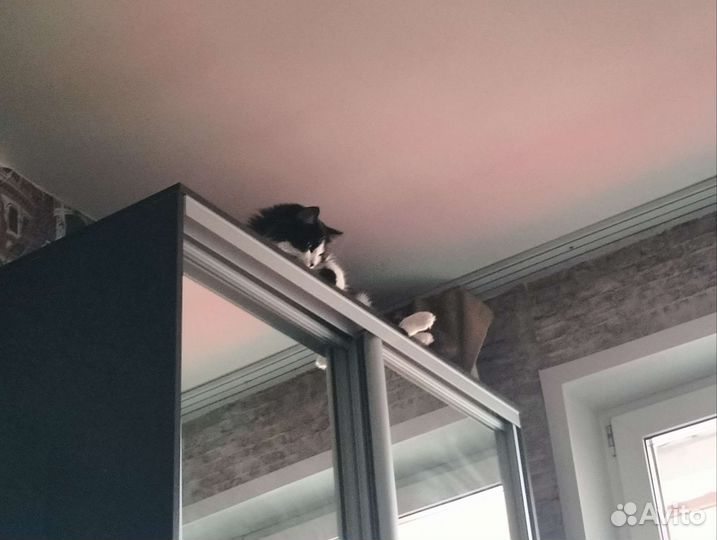 Передержка животных