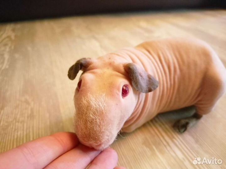 Самец Скинни Вязка