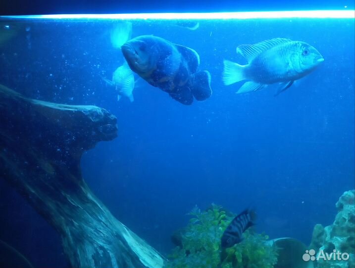 Аквариумы
