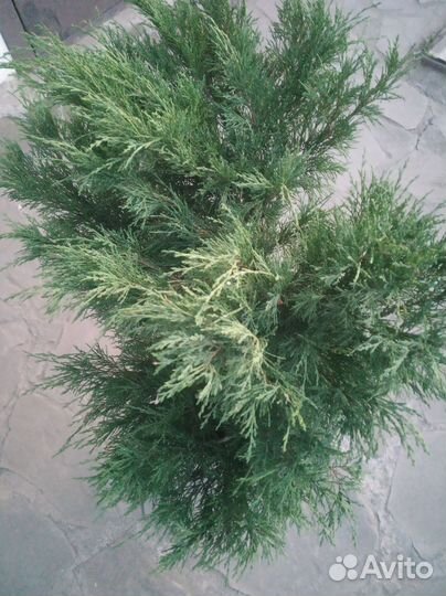 Рассада клубники Гигантелла,кусты можжевельника