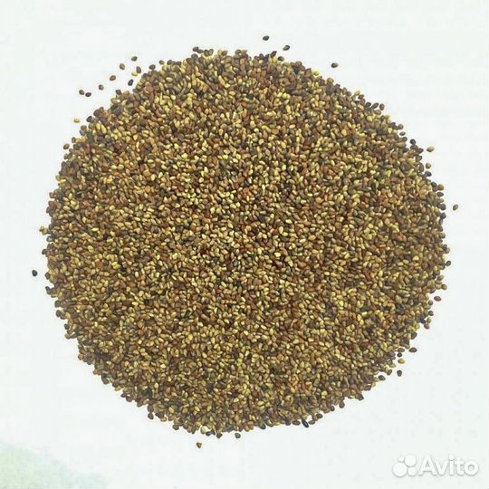 Клевер Розовый Гибридный, семена оптом