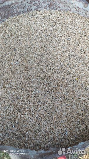 Зерно пшеница