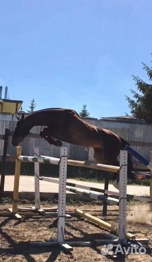 Великолепный ахалтекинец для случки