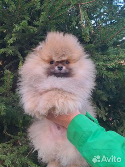 Померанский шпиц, мальчик и девочка