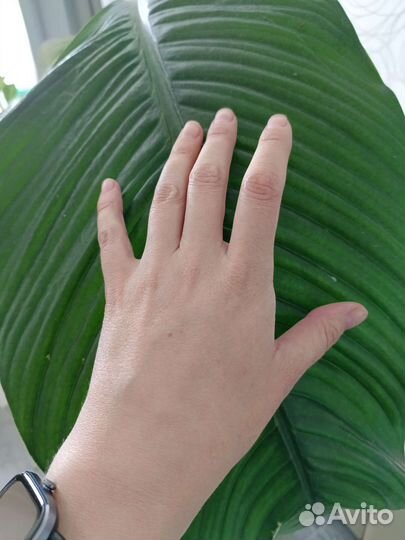 Спатифиллум сенсация