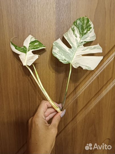 Монстера Альба