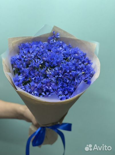 Васильки цветы