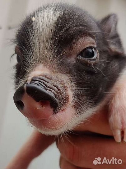 Минипиг минипигги мини пиг мини пигги