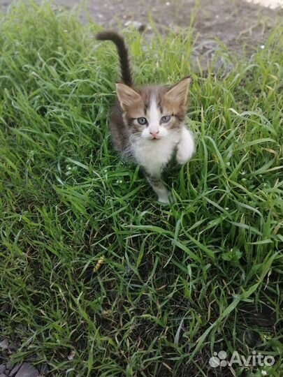 Котята в добрые руки бесплатно