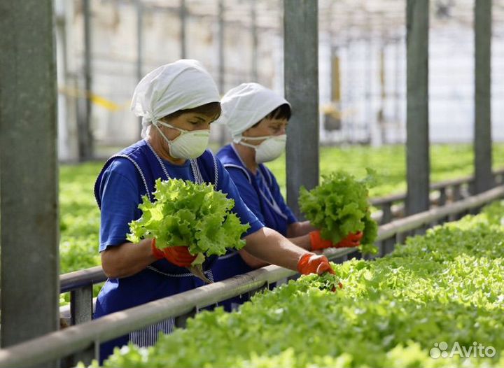 Овощевод вахта / еженедельные выплаты