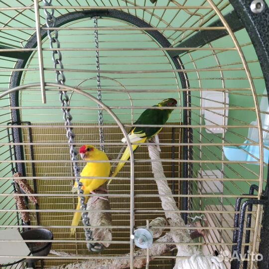 Попугай какарик