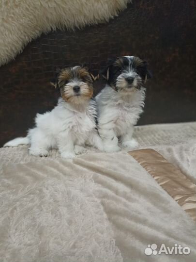 Щенки бивер йорка