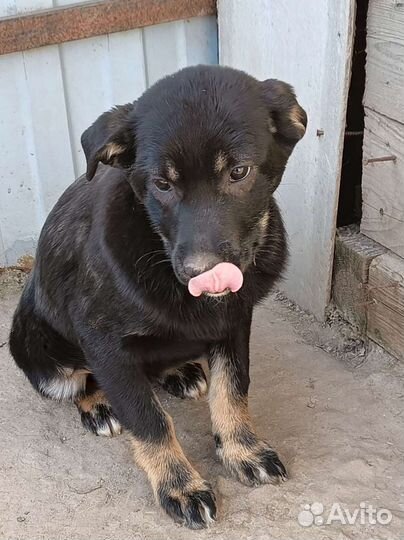 Щенки малыши в добрые руки