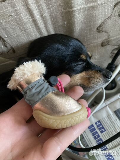 Ботинки для маленьких собак